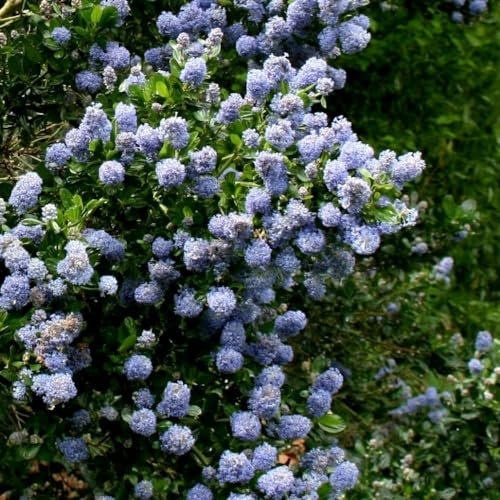 Plant Theory Skylark Californian Lilac Ceanothus Shrub Plant 2L Pot