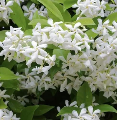 Trachelospermum jasminoides Evergreen Star Jasmine Climbing Plant 2 Litre Pot