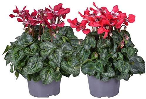 Violeta de Persia - Pack 2 Plantas - Flores Naturales