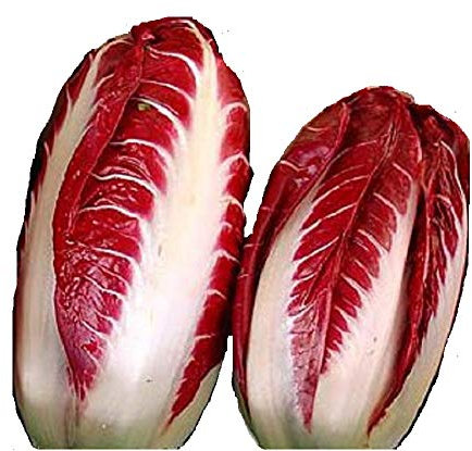 Aachondra New Fresh 100pcs Rojo Blanco Radicchio Semillas Vegetales