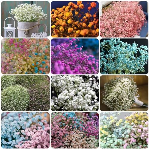 500 pcs schleierkraut staude samen -,Gypsophilia Paniculata, wildblumensamen mehrjährig bonsai topf wildblumensamen mehrjährig winterhart bienenfreundliche blumensamen