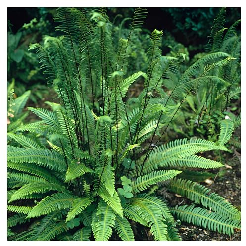 Stauden Gänge 1 x Blechnum spicant Rippenfarn winterhart | Immergrüner Farn für schattige, frische Standorte, mehrjährig, winterhart, pflegeleicht, 1 L Topf (11x11 cm)