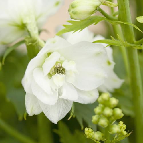 Rittersporn 'New Millenium', weiß, Topf 11x11 cm, 3 Pflanzen