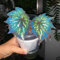 Begonien Pflanzen Samen- pflanzen echt，bonsai topf pflanzen samen，schattenpflanzen winterhart exotische samen，deko garten zimmerpflanzen ausgefallene geschenke，einfach zu Pflanzen 100pcs