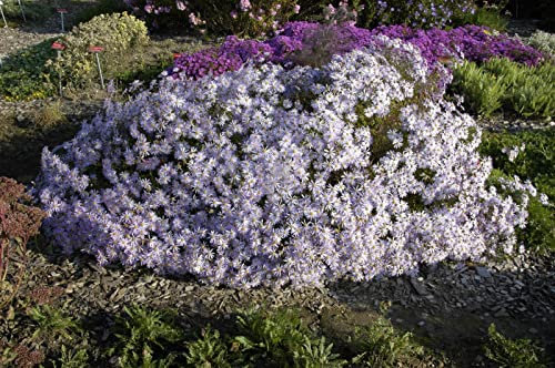 Aster pyrenaeus 'Lutetia' ca. 9x9 cm Topf - Pyrenäen-Aster, zartlila Blüten, Blütezeit August-Oktober, ideal für Rabatten, bienenfreundlich, pflegeleicht