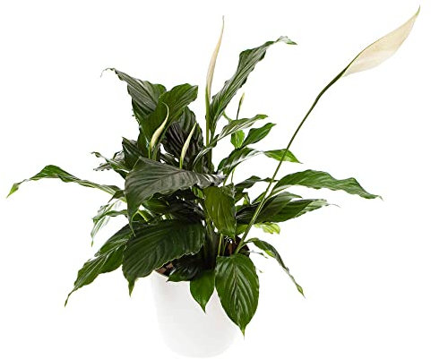 You Garden - Spathiphyllum 'Peace Lily' with Pot - Houseplants for Air Purification Including an Indoor Plant Pot - Real Plant Peace Lily for Office
