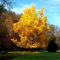 Ginkgo Biloba MaidenHair Tree Ginkgo 3 fresh seed