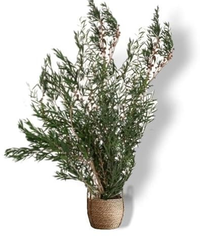 Plante Stabilisée en Pot Lepto Longifolia – Décoration Naturelle Sans Entretien – Végétaux Stabilisés Durables – Plante d’Intérieur Sans Arrosage