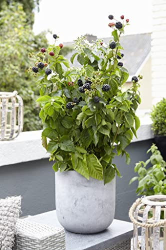 Lowberry® BlackBerry 'Little Black Prince' Dwarf Rubus fruticosus Hardy Shrub Easy to Grow Your Own Blackberries Outdoor Garden Fruit Plants 2X 13cm Potted Plant by Suttons