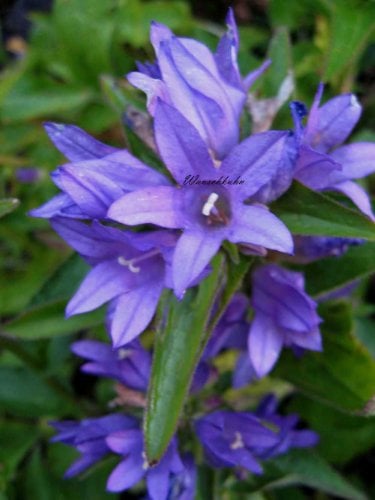 Staudenkulturen Wauschkuhn Campanula glomerata 'Acaulis' - Knäuelglockenblume - Staude im 9cm Topf