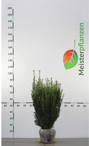Nicht-Fruchtende Eibe Taxus media Hillii 60-80 cm. 15 Taxus Koniferen. Immergrün