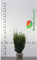 Nicht-Fruchtende Eibe Taxus media Hillii 60-80 cm. 15 Taxus Koniferen. Immergrün
