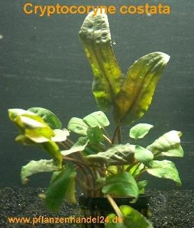 3 Töpfe Cryptocoryne costata, Wasserpflanze