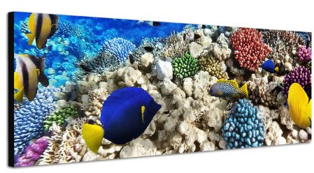 Paul Sinus Art Panoramabild auf Leinwand und Keilrahmen 120x40cm Unterwasser Riff Fische Korallen