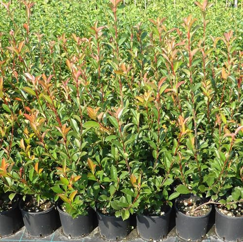 Photinia compacta carrè rouge, 8 piante alte 60/80 cm, vaso Ø15