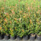 Photinia compacta carrè rouge, 8 piante alte 60/80 cm, vaso Ø15
