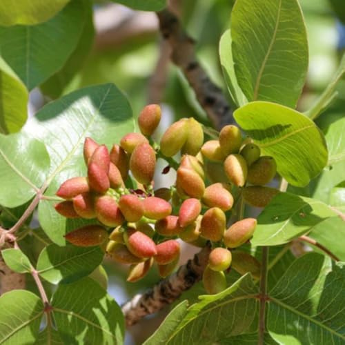 3 Piante di Pistacchio AEGINA (2 Femmina + 1 Maschio) Innesto 1 Anno – Fitocella