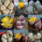 20 Stück / Tasche Lithops Meyeri Blumensamen Helle Puppe Jade Lithops Pseudotruncatella Mixed Meaty Pflanze Samen