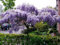 Japanische Wisteria floribunda seltene Rebe blühende lila Holz Baum Samt 10 Samen