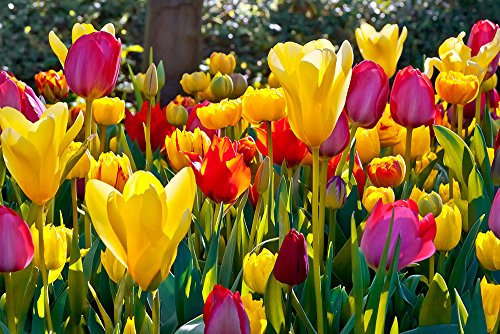 Tulipa Mix - Tulip Mix - 5 bulbs -