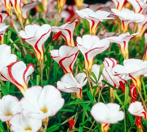 100 graines de fleurs d'oxalis rouge et blanc
