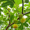 200 pcs Feigenbaum Samen Frisches Obst Sukkulenten Feigen Baum, Ficus carica, pflanzen balkon, bonsai samen früchte geschenke für gartenliebhaber säulenobstbäume, garten obstbäume