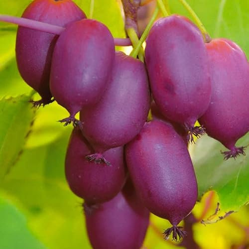 Actinidia Purpuryna Sadowa 1L Pflanze für Anfänger und professionelle Gärtner - Ideal für Kleingarten, Garten - Schöne Pflanze mit ungewöhnlichen Blüten - Genießen Sie jeden Tag ihre Farben
