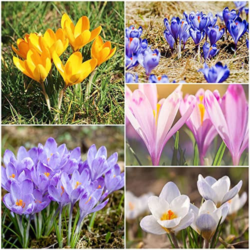 5 Stück krokus zwiebeln mischung krokusse zwiebeln winterhart mehrjährig safran frühblüher pflanztopf frühlingsblumen zwiebeln pflanzen garten blumenzwiebeln mix pflanztöpfe