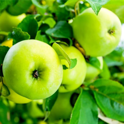 Grenadier Apple Tree 4-5ft in a 6L Pot, Self-Fertile Cooking Apple 3fatpigs®