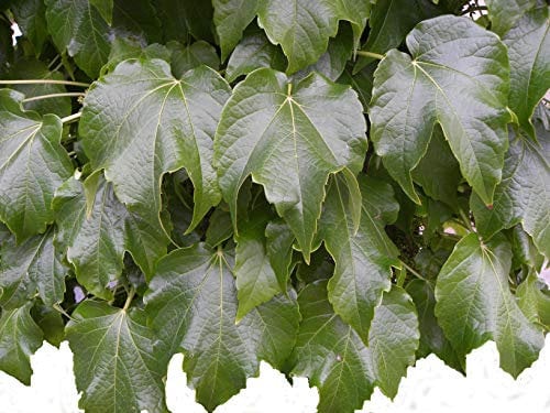 Vigne Vierge ROBUSTA C 3 Litres