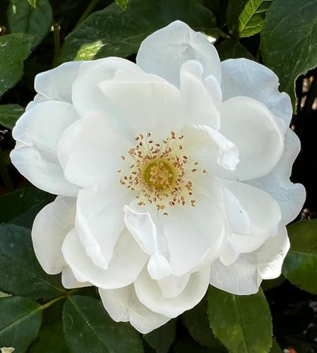 'Iceberg' Standard Rose Tree Budded at 100cm - Clusters of Pure White Blooms - 7L Potted Standard Rose Tree