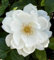 'Iceberg' Standard Rose Tree Budded at 100cm - Clusters of Pure White Blooms - 7L Potted Standard Rose Tree