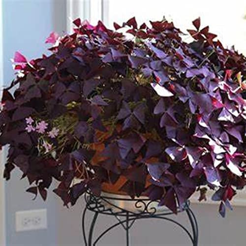 Resistente al invierno para exterior, muy exclusivo, fácil de cultivar, apto para abejas, multicolor de alto rendimiento, fácil de cuidar, -4 Oxalis -I