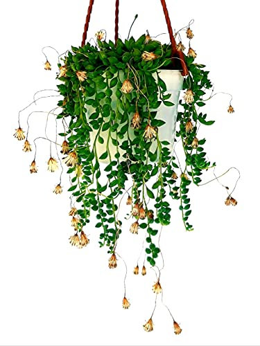 POWERS TO FLOWERS - SENECIO HERREIANUS, COLLANA DI PERLE, pianta vera