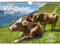 Kuhzauber DIN A4 Kalender für 2025 Kühe Rind Kalb - Set-Inhalt: 1x Kalender 1x Weihnachtsanhänger 1x Grußanhänger (gesamt 3 Teile)