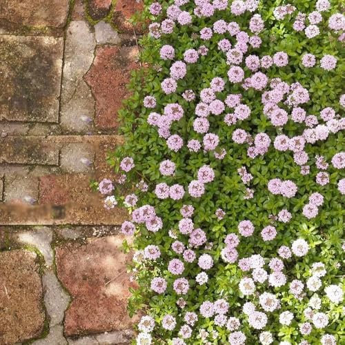 800 pz Semi di timo biologici, Prato delle api da giardino per erbe aromatiche al coperto Semi di timo strisciante - Semi di piante da giardino di erbe aromatiche Semi di prato fiorito