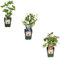 Ensemble mix de plantes fruitières de 3 variétés - Rubus idaeus - Vaccinium corymbosum - Rubus fruticosus - 20cm - Ø13cm - Plante de jardin - Légumes et fruits