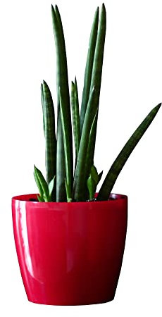 botle Blumentopf Pflanzkübel Pflanzgefäß Übertopf Kunststoff Glanz Rund Rot D 180 mm H 159 mm