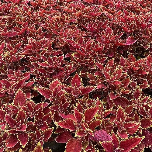 50 pcs Buntnessel Pflanze Samen, Topfpflanzen Echt, Outdoor Pflanzen (Coleus blumei) Blumen Für Balkon, Bio Saatgut Schnittblumen Samen, Zimmerpflanzen Samen Blumensamen Balkon, Bodendecker