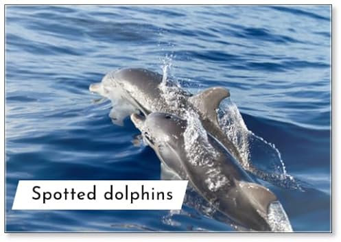 Kühlschrankmagnet mit der Aufschrift A School of Spottet Dolphins Swimming in the Blue Water