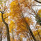 Rotbuche baum - samen kräutergarten balkonpflanzen winterhart zimmerpflanze garten samen dekopflanzen dachbegrünung samen baumsamen balkon pflanze winterharte stauden pflanzensamen 10pcs