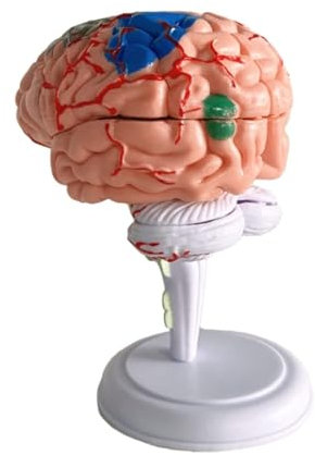 Schaufensterpuppe, lebensgroßes menschliches Gehirnmodell mit abnehmbaren Arterien, für den naturwissenschaftlichen Unterricht, medizinisches Modell, menschliches Organmodell