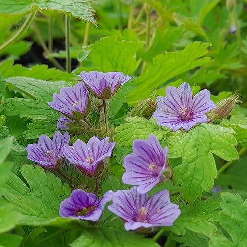 Plant World Seeds - Geranium Bohemicum Orchid Blue Seeds (Perennial Flower Seeds)