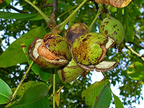 Noce pianta da frutta innestata di 2/3 anni in vaso da 5 litri MADE IN ITALY Vivaio di Castelletto