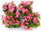 POWERS TO FLOWERS - BEGONIA SEMPERFLORENS, BEGONIETTA DA ESTERNO, FOGLIA VERDE e FIORE ROSA, 16 PIANTE, piante vere