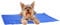 Prime Paws Self Cooling Gel Pet Dog Cat Cool Mat Pad Bed Mattress Heat Relief Non-Toxic Cooling Technology to Help Your Pets Cool Down in the Summer Heat (Small (40cm x 30cm)