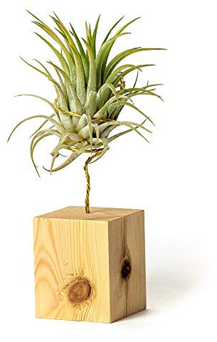 PLANDAIRE Tillandsia Ionantha Rubra IR Pflanze ohne lebende Erde – Tillandsien echte Pflanzen – Zimmerpflanzen natürlich Tillandsia echte Pflanze Luftpflanzen (inklusive Werkzeug) (Kiefer)
