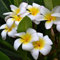 Haloppe 100 Stück Plumeria Rubra Blumen Pflanzen Samen für die Hausgartenbepflanzung, Plumeria Rubra Frangipani Hawaiian Lei Blumensamen Gartenpflanzen