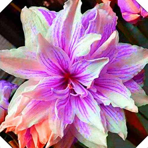 Amaryllis Bulbi | Hippeastrum | Bulbi di Amaryllis | Klavier im Innengefäß, Dekoration des Gartens