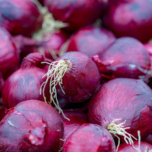 FLORIUM - Steckzwiebeln Red Baron (500 gram) Robuste Wintersteckzwiebeln aus Holland, Gemüsezwiebel Perfekt pflanzen für reiche Ernten: Rot, Steckzwiebelgröße 14-21 mm (kein Samen)